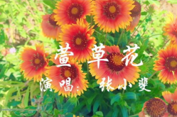 小姐姐萱草花,小姐姐的温暖时光