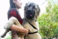 美女与狗交,美女与狗的惊世奇缘